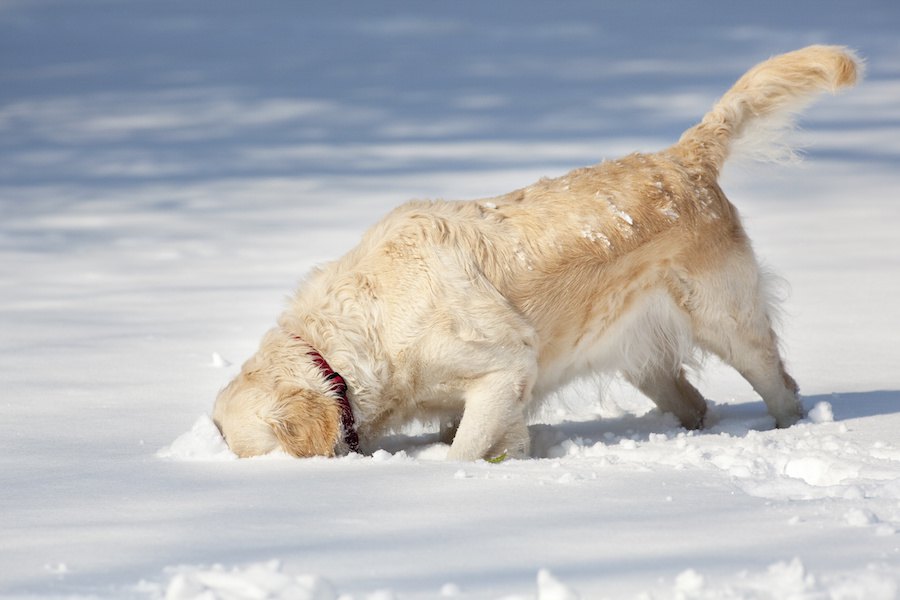 犬は雪を食べても大丈夫？散歩中に食べてしまう際の注意点