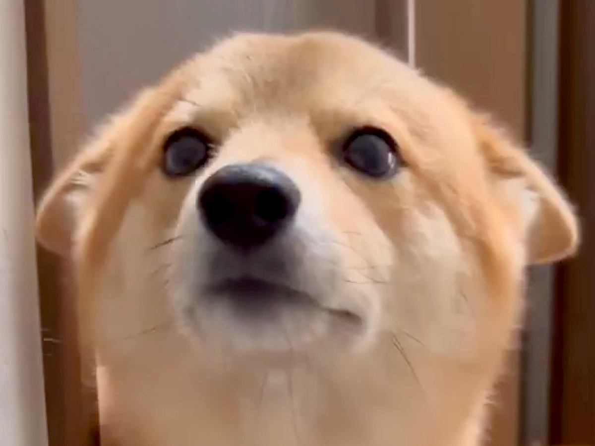 家に帰ったら玄関までお出迎えしてくれる犬→耳がぺったんこで…天使のような『おかえりなさい』が52万表示「うらやましい」「可愛すぎる」