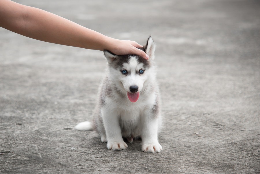 犬のしつけで効果的なご褒美の与え方