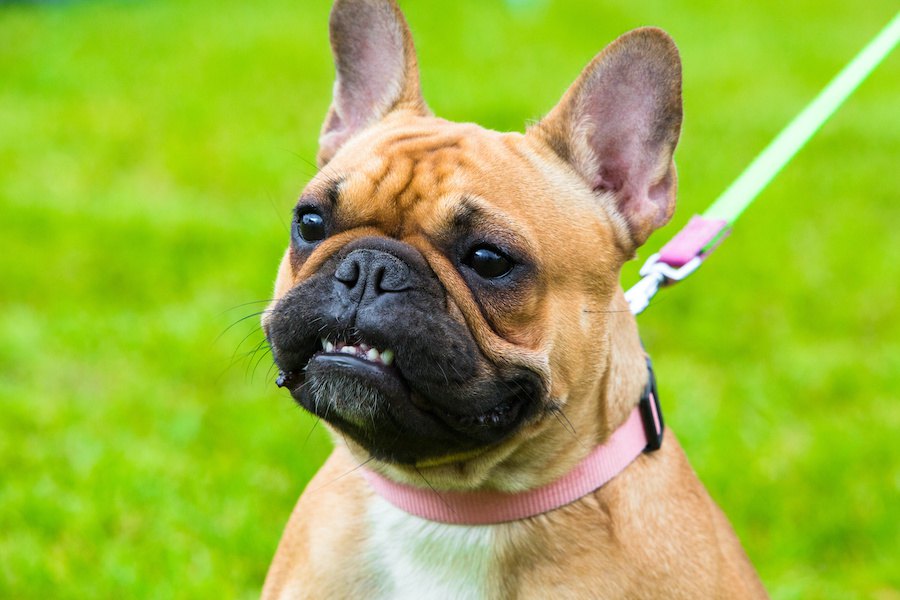 うちのこは大丈夫？愛犬の迷惑度チェック項目５つ