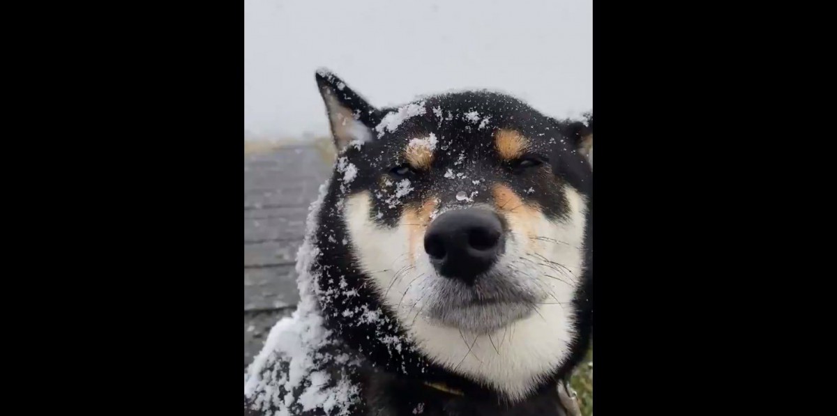 黒柴が白柴に？！初雪にも動じないわんこが話題♡