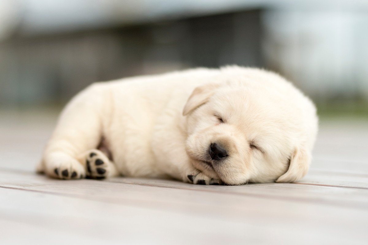 『コロコロした小さい犬種』４選！飼う時はココに注意して！