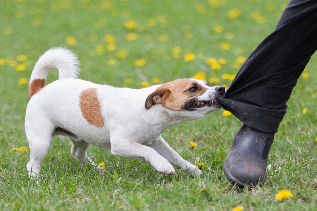 米国での調査結果〜犬による子どもの咬傷事故は春と夏に特に多い