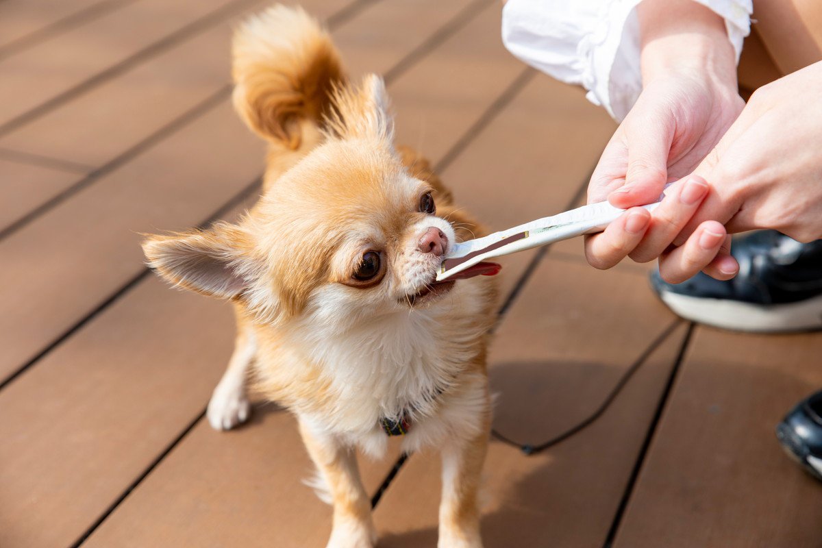 犬におやつを与えすぎる危険性…4つの悪影響やダメな理由、1日に与えてもいい適切な量とは？