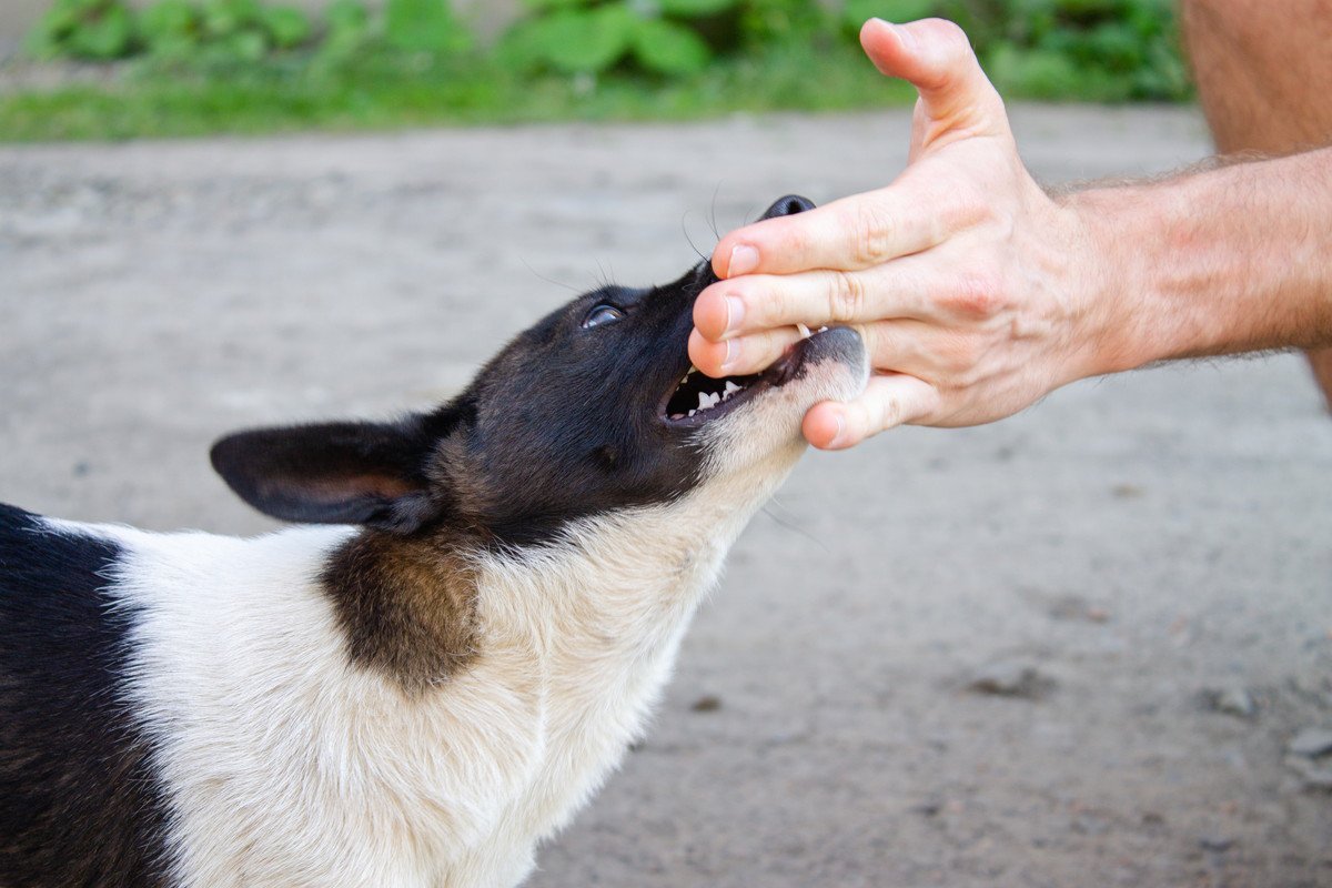 22024｜犬が家族だと思っていない人にみせる行動4選　信用されない人の特徴や嫌われる要因まで