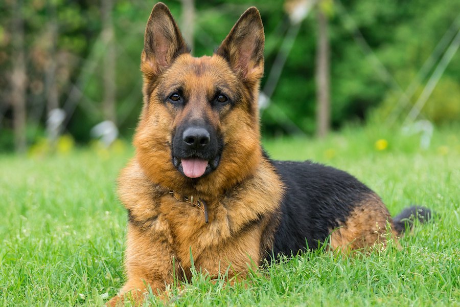 牧羊犬の代表的な犬種３選！牛や羊を追いかける働く犬の種類や特徴