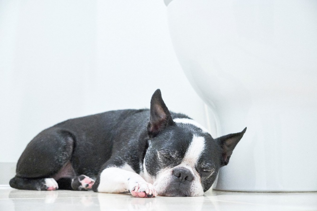 老犬の尿が出ない！考えられる原因や対処方法を解説