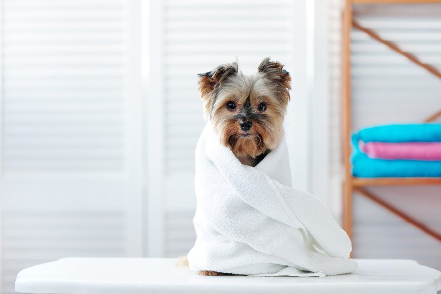 愛犬のヒート（生理）中にやってはいけないこと３つ