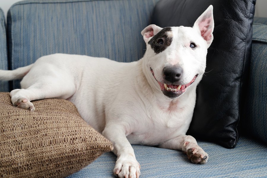 犬を新しい環境に慣れさせるためにできること５つ