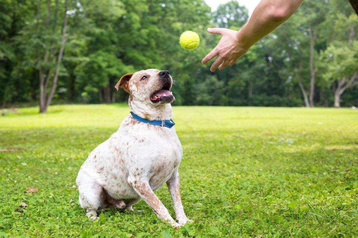 愛犬との『心の距離』が近くなる飼い主の行動3つ　より良い関係を築くために心がけるべきこととは