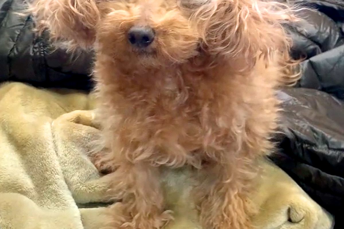 モフモフな15歳の老犬→乾燥する時期になると…思わず笑ってしまう『まさかの髪型』が16万再生「神々しいｗｗ」「ケサランパサラン犬」と爆笑