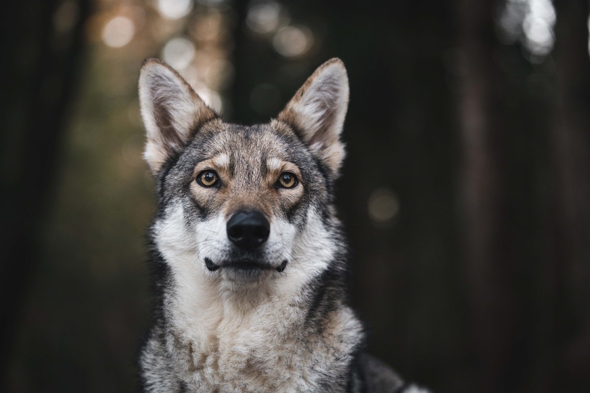 『ウルフドッグ』ってなに？どんな犬種がいるの？飼うのは難しい？