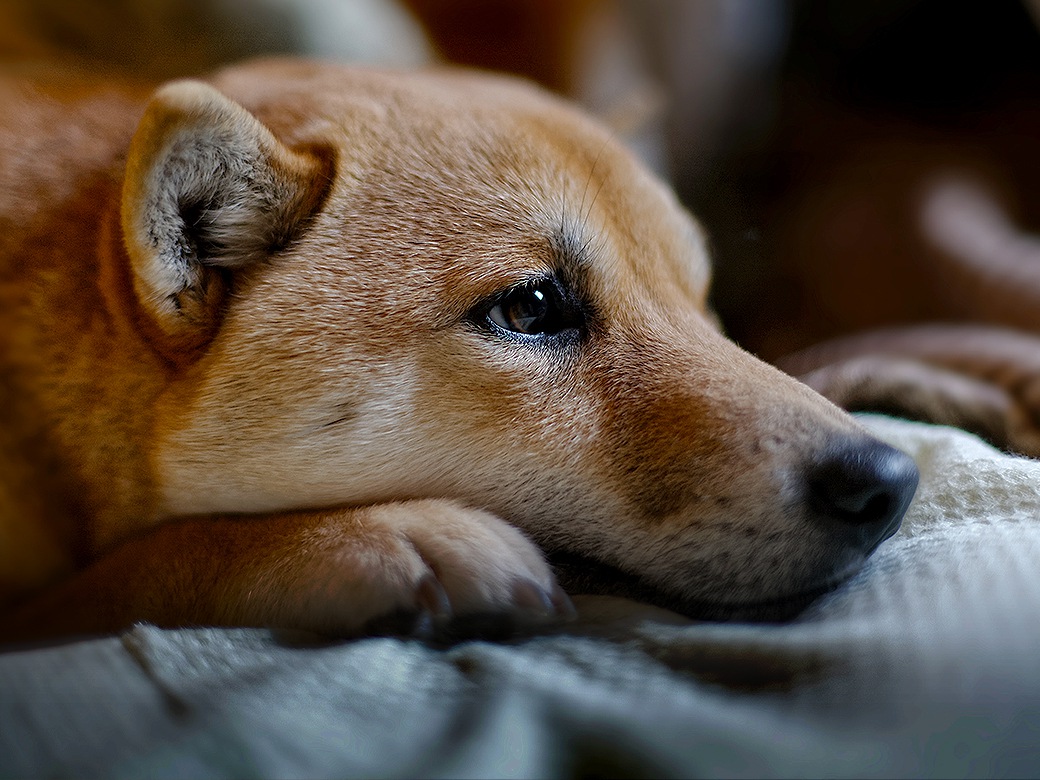 犬が衰弱しているときに見せる7つの仕草や行動