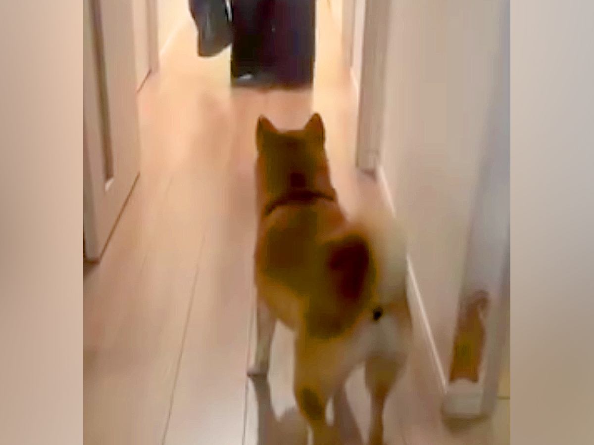 帰省中のお姉ちゃんが『毎日帰って来ること』が嬉しくてたまらない犬→甘え上手な『熱烈大歓迎』が11万再生「待ち伏せ最高」「幸せそう」