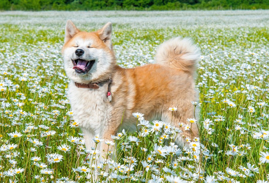 大型犬が見せる『かわいい行動』７選♡