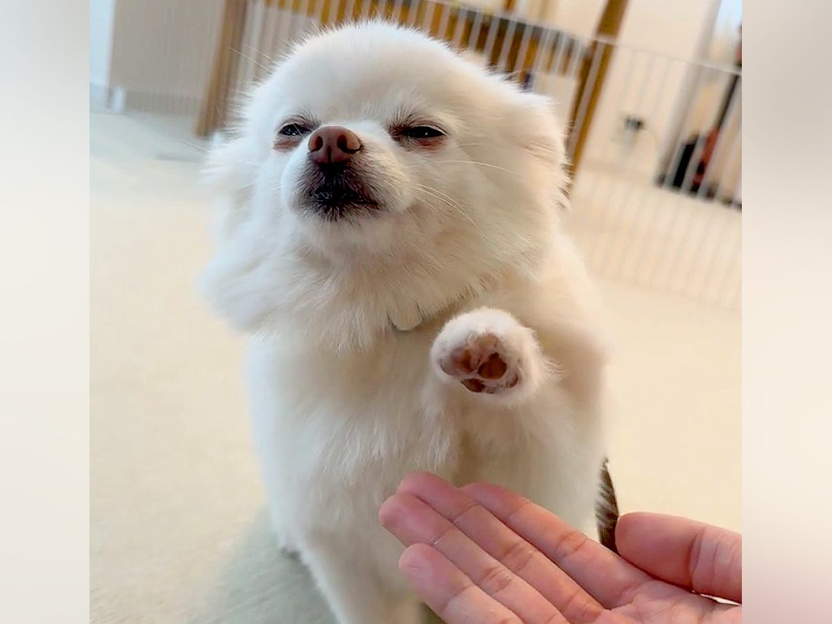 まるで静止画…？『超スロー過ぎるオテ』を披露する犬がSNSで132万再生「薄目で確認してるの可愛いｗｗ」「固唾をのんだ」と大反響