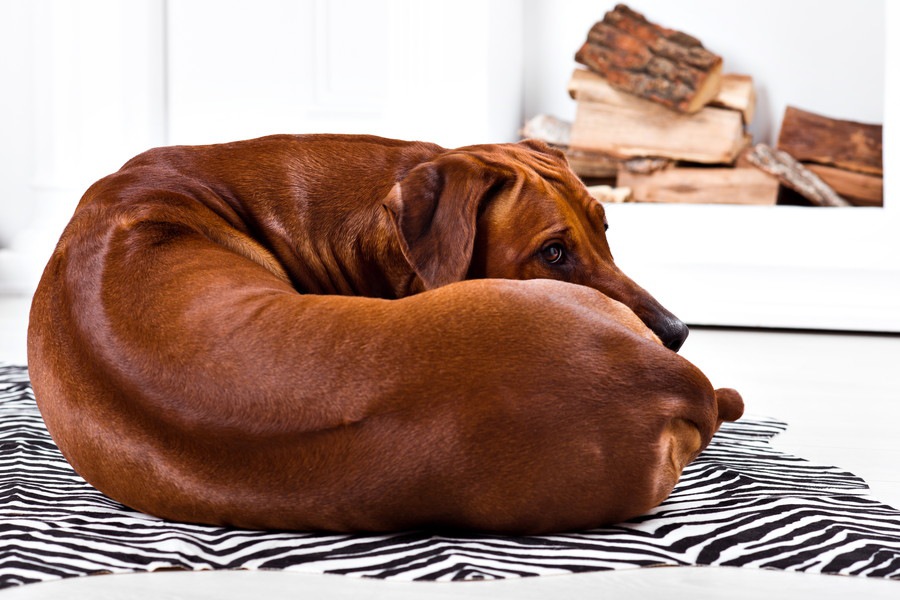 犬が構ってほしくない時に見せる３つのサイン