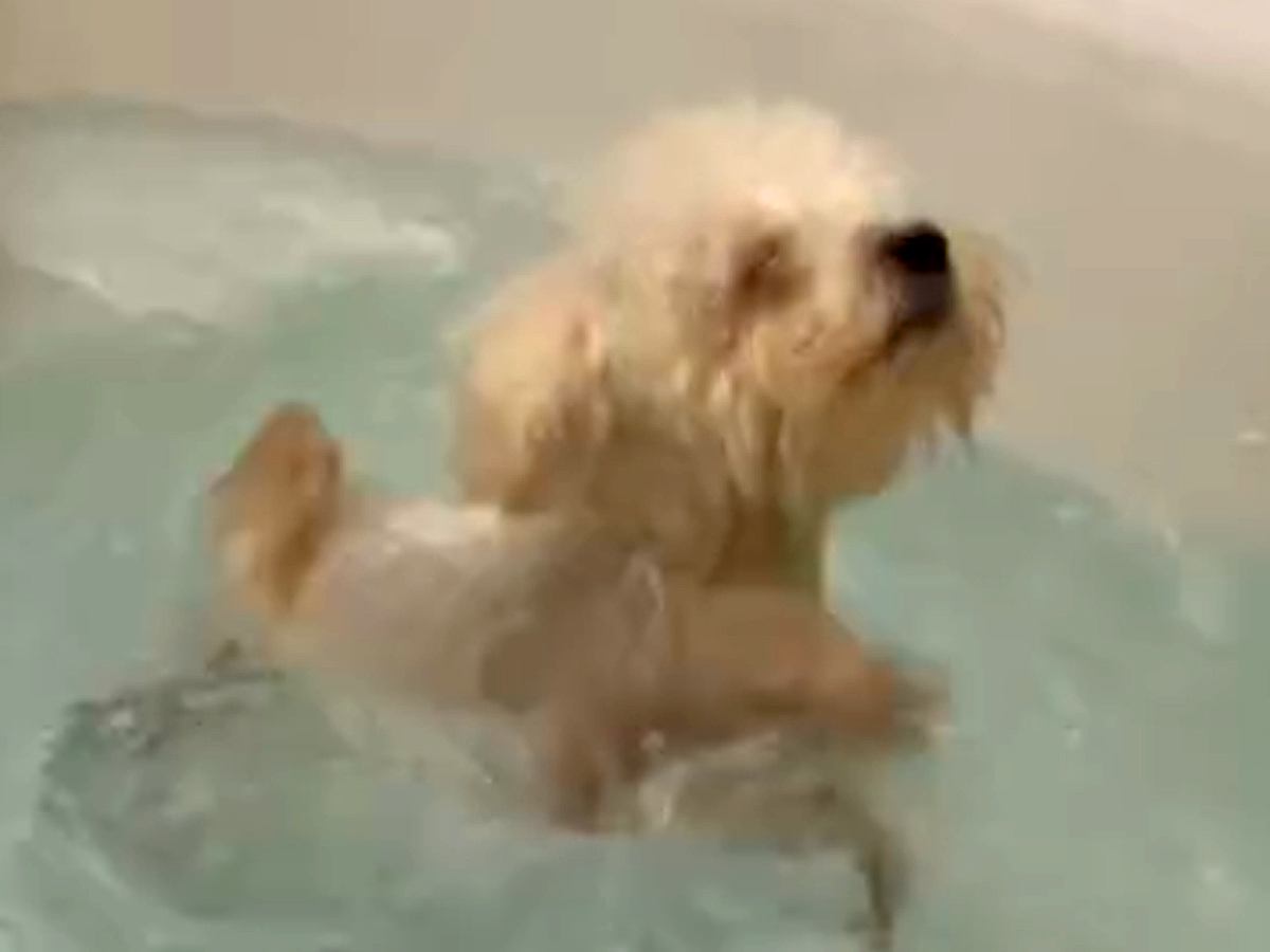 生まれつき眼球がない犬→光を感じない世界でも…一生懸命で前向きな光景に思わず涙「本当にパワーもらえる」「これからも元気で」と19万再生