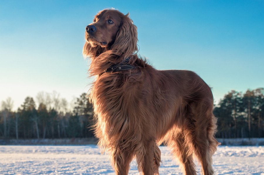 犬は犬種ごとに10のグループがある！それぞれの歴史や特徴