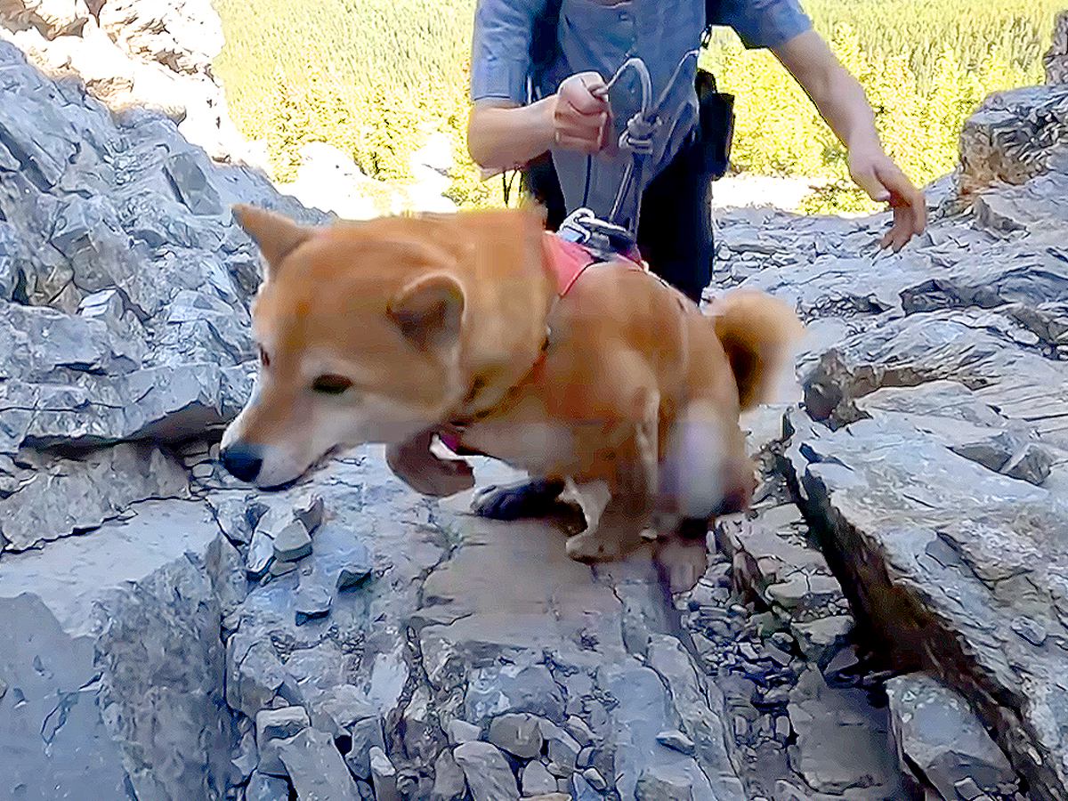 犬との登山で『岩壁を登った』結果…人間顔負けな『衝撃の姿』がカッコよすぎると10万再生「私よりたくましい」「すごすぎる」と賞賛の声