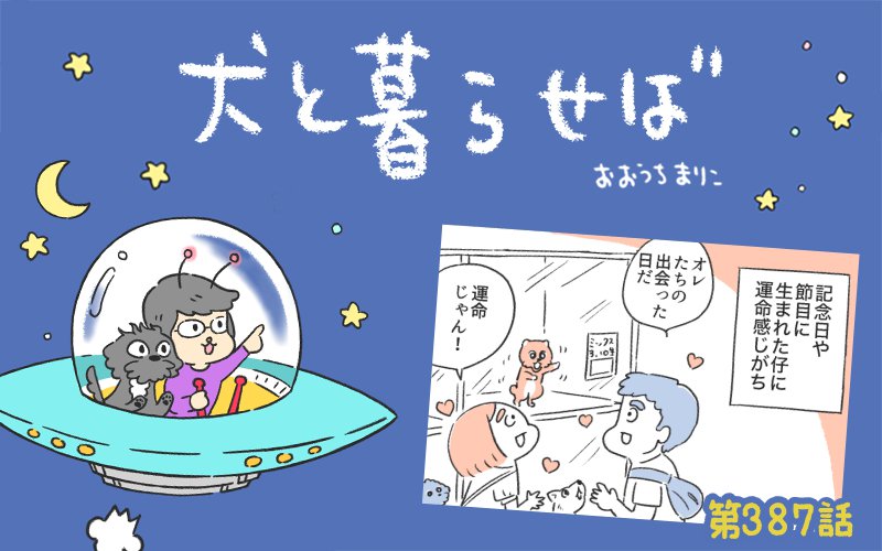 犬と暮らせば【第387話】「犬の誕生日あるある」