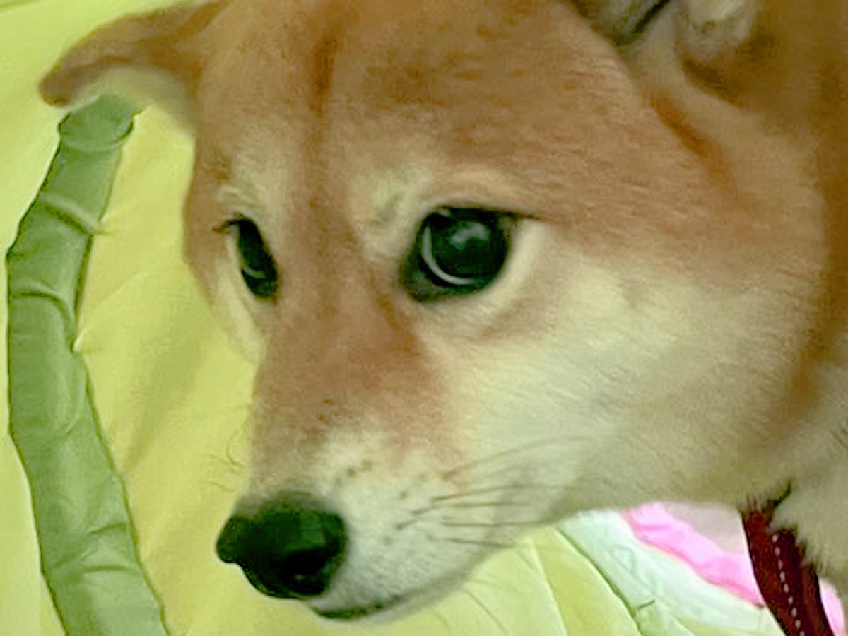 生後5ヵ月の赤ちゃんチワワに吠えられた犬→恐怖に怯えた『まさかのリアクション』に2万いいね「可愛すぎｗ」「狼に近い遺伝子とは」と爆笑