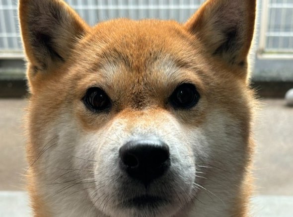 豆柴犬が『暴行の罪』で緊急逮捕…犯行内容が105万表示の大反響 「反省の色なし笑」「再発防止に努めます…ですね」爆笑の嵐