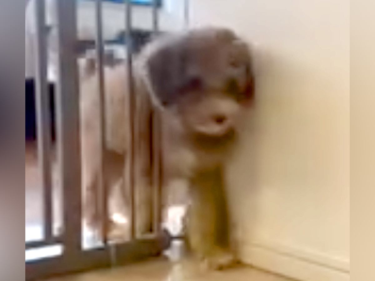 ゲートをすり抜ける子犬→3ヶ月後、体が大きくなり『通れないかな』と思ったら…『予想を裏切る光景』が22万再生「すごいの一言」「見事」