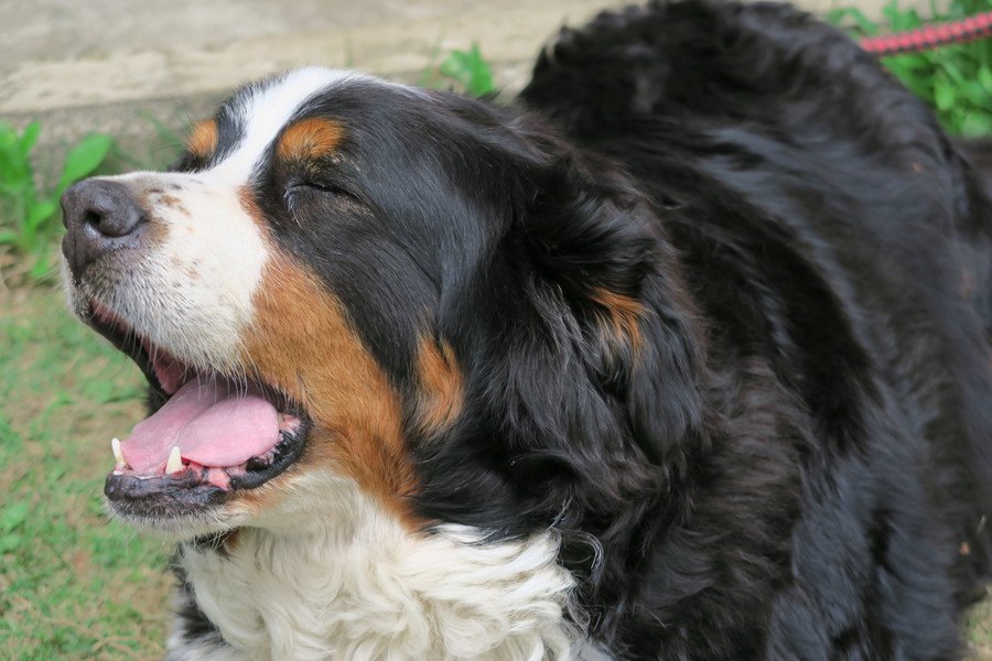 犬が強気になっている時にする仕草や行動４つ