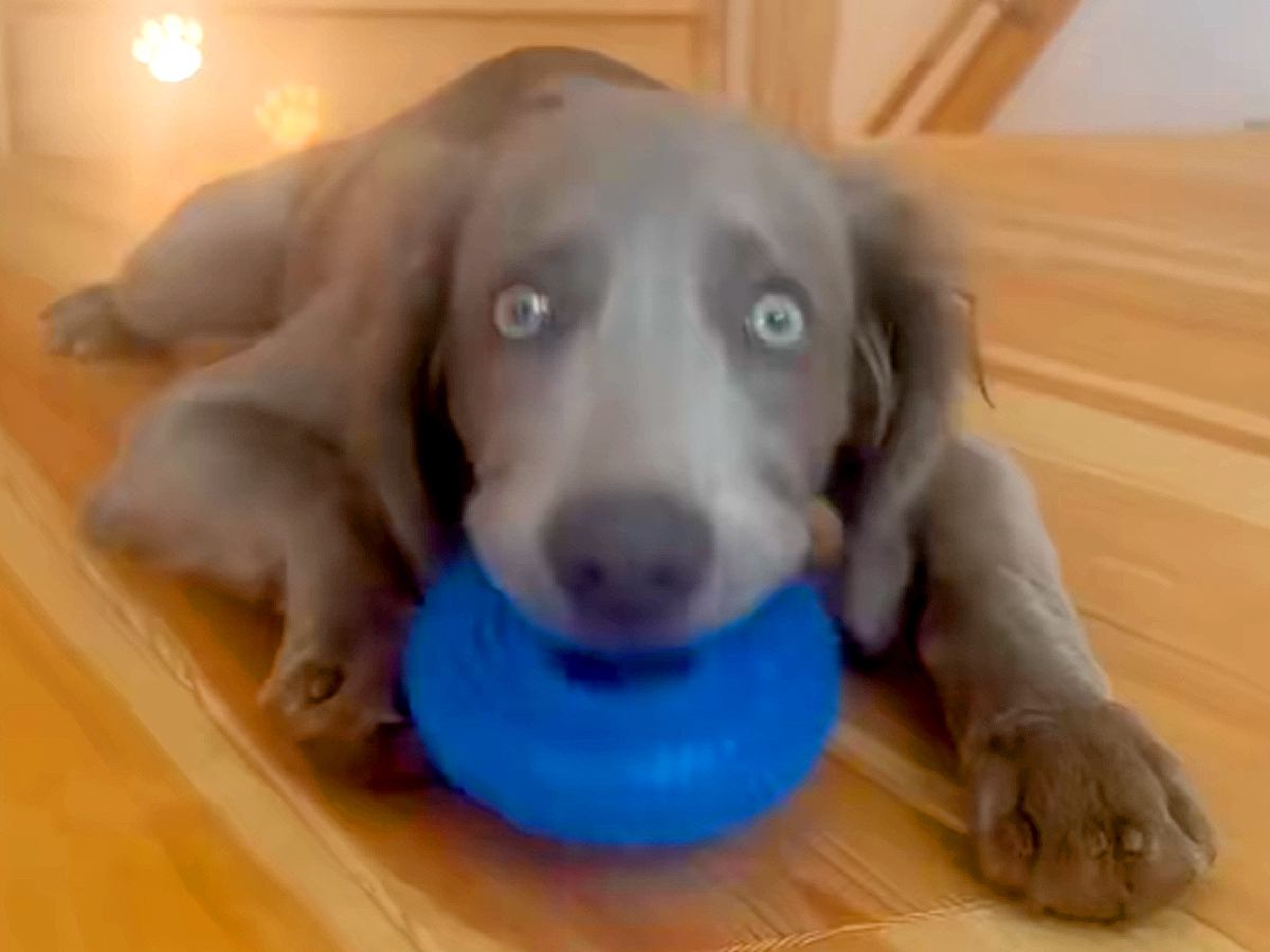 ドーナツ状のおもちゃで遊んでいる大型犬→まさかのハプニングが…まるで『人間のような反応』に23万再生の反響「アホ可愛いｗ」「愛おしい」