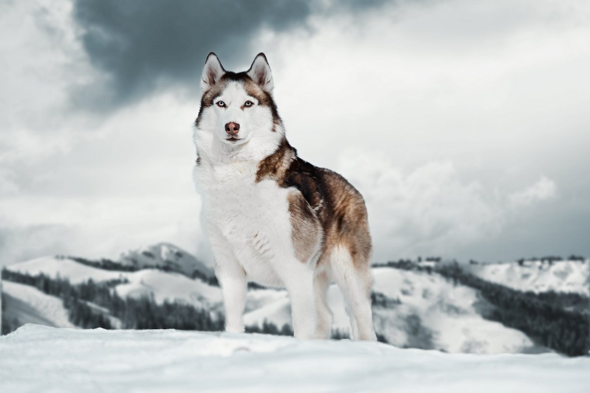 古代犬の骨片が語る、犬たちはどのようにアメリカ大陸にやって来たか？