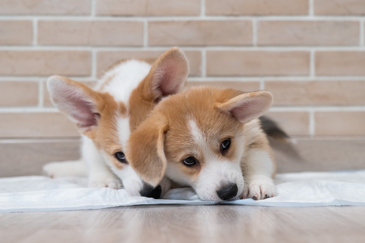 犬がトイレで眠る『5つの理由』本来の寝床で寝てもらうための対策や適切なしつけ方法まで