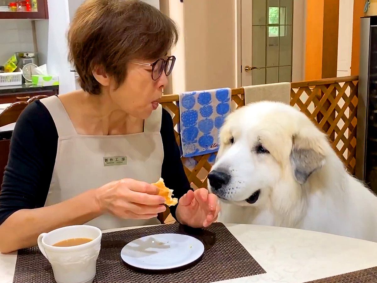 休日、母が家にいると2頭の超大型犬が…思った以上に『べったり甘えん坊な光景』が愛おしすぎると74万再生「幸せすぎ」「大好きなの伝わる」