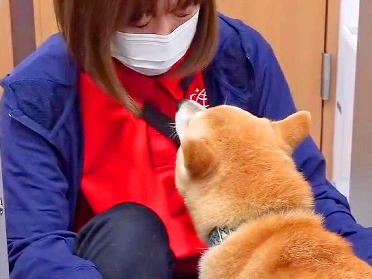 初対面のワンコが来たら、犬見知りの豆柴が吠えてしまい…まさかの『人間に文句を言う光景』が401万再生「必死の弁明ｗ」「会話成立してる」