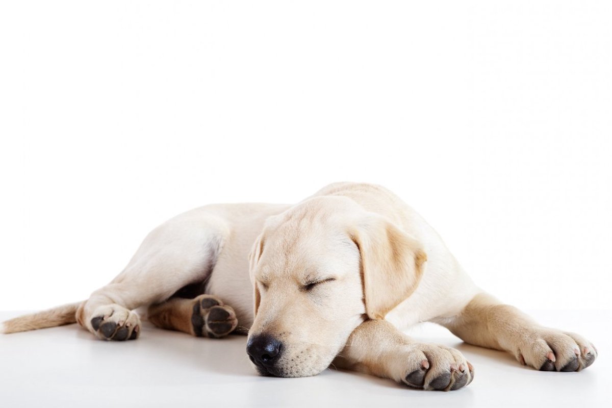 犬の脳は寝ている間も音声の情報処理ができるのだろうか？【研究結果】