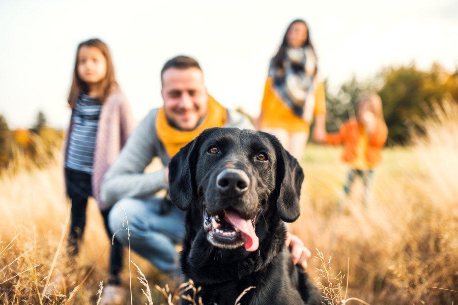 犬が人間の喧嘩を仲裁する３つの理由！止めようとする行動と心理を解説