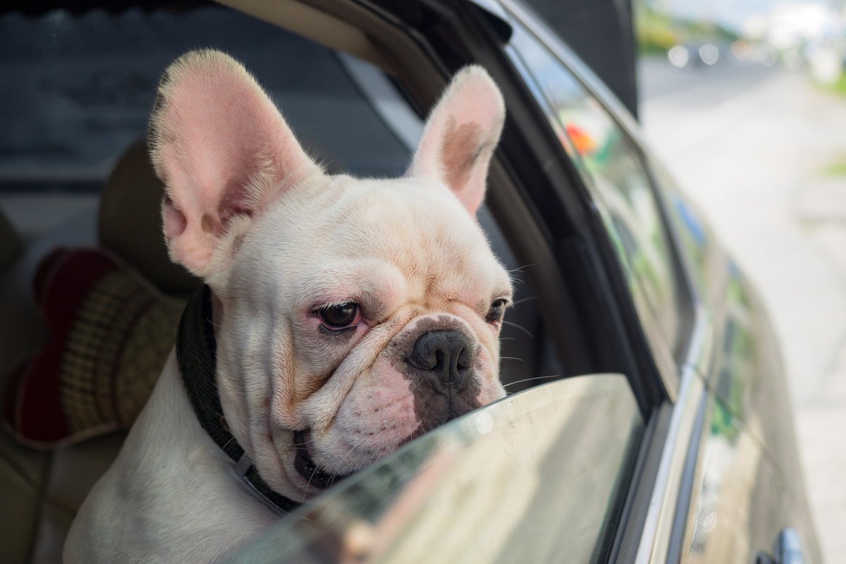 愛犬が「車酔い」をしている時に出る症状6つ！実は車酔いではない危険なサインも？