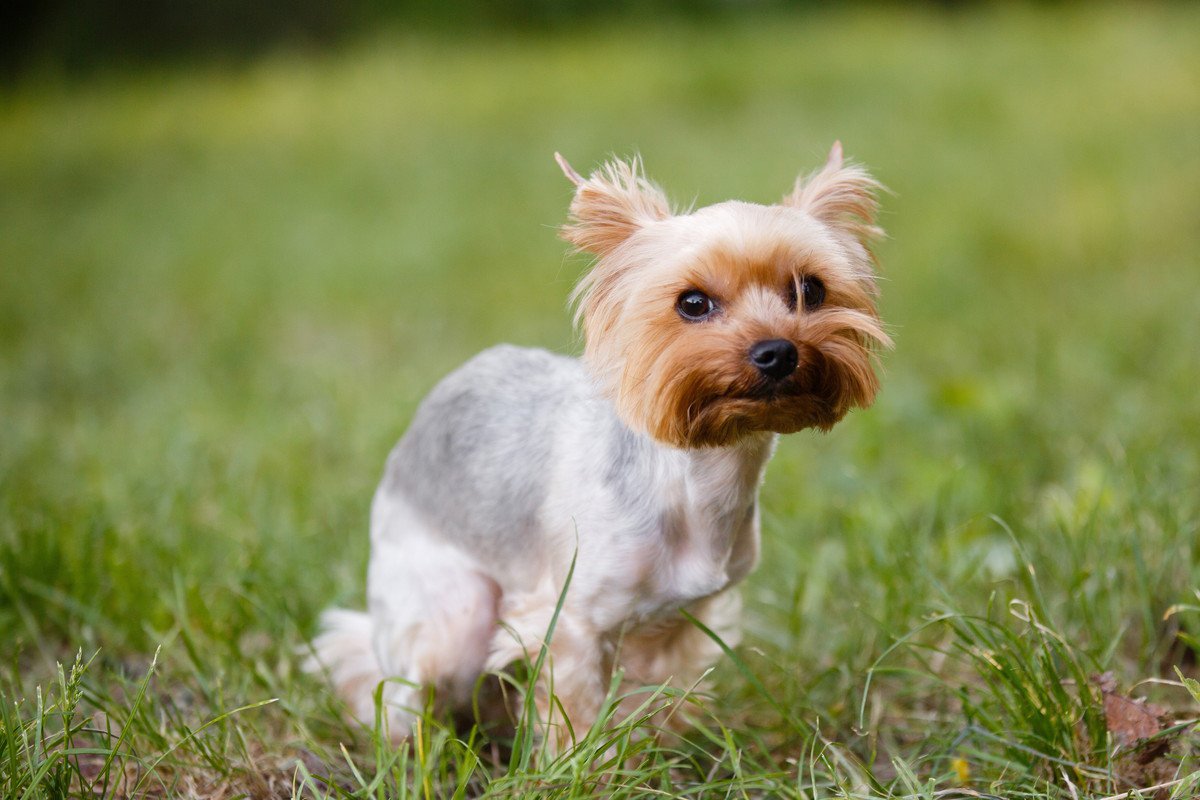 犬の被毛、切りすぎるとどうなる？やりすぎがダメな4つの理由と適切な長さとは？