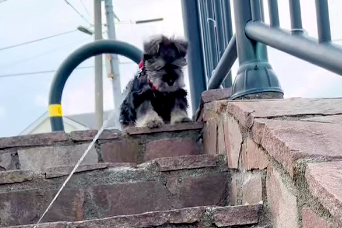 散歩の途中にある『階段』が怖くて、降りることができない子犬→1ヶ月後…別犬のような『成長っぷり』に反響「一生懸命で可愛い」「笑顔になる」