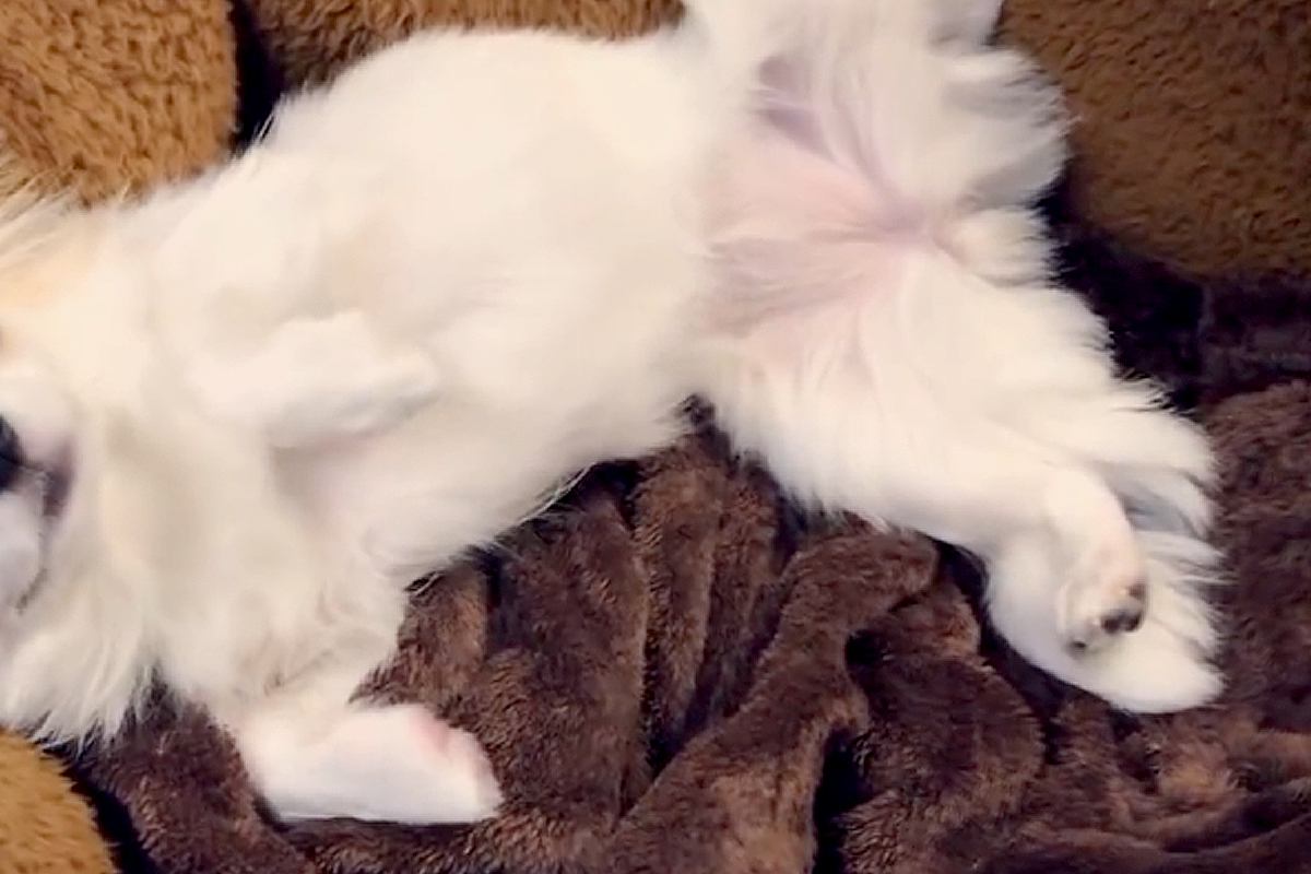 お散歩が苦手な犬に『行くよ』と声を掛けた結果→状況を察して…小さな子供のような『抵抗の仕方』が13万再生「降参ポーズｗ」「なんて可愛い」