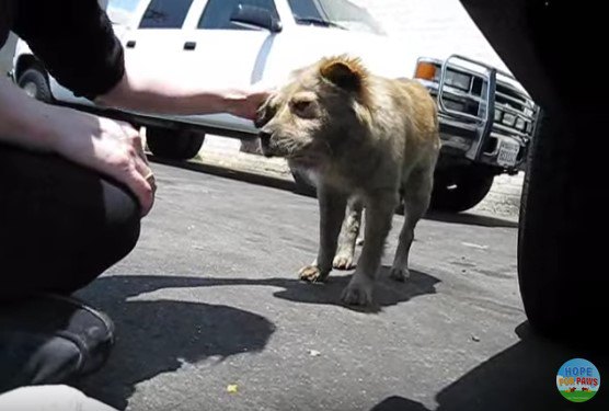 絶対にあきらめない保護職員！深夜にまで及ぶ捜索のすえ犬を保護！