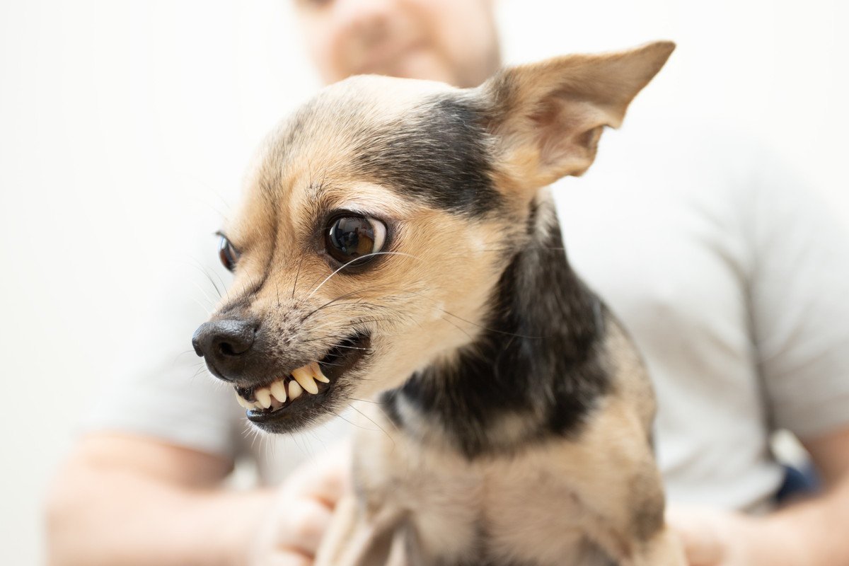 犬が飼い主を突然噛むのはなぜ…？５つの心理と原因、正しい対策を解説