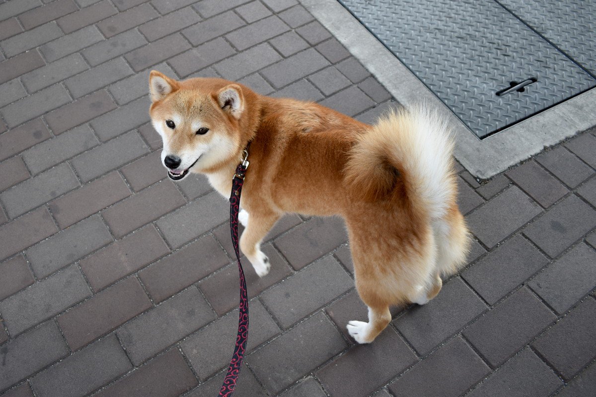 犬の引っ張り癖を治す大前提は『引っ張らないこと』