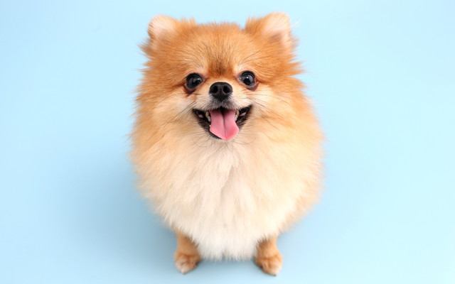 犬が『心から信頼している人』にだけする仕草・行動３選