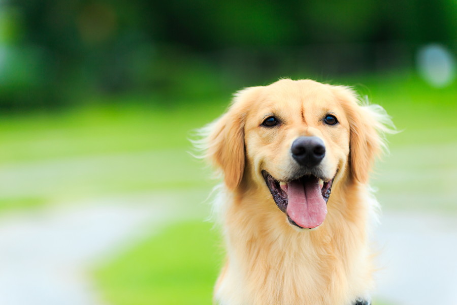おとなしい犬の見つけ方｜初心者向けに犬種選びから穏やかな性格に育てる方法まで