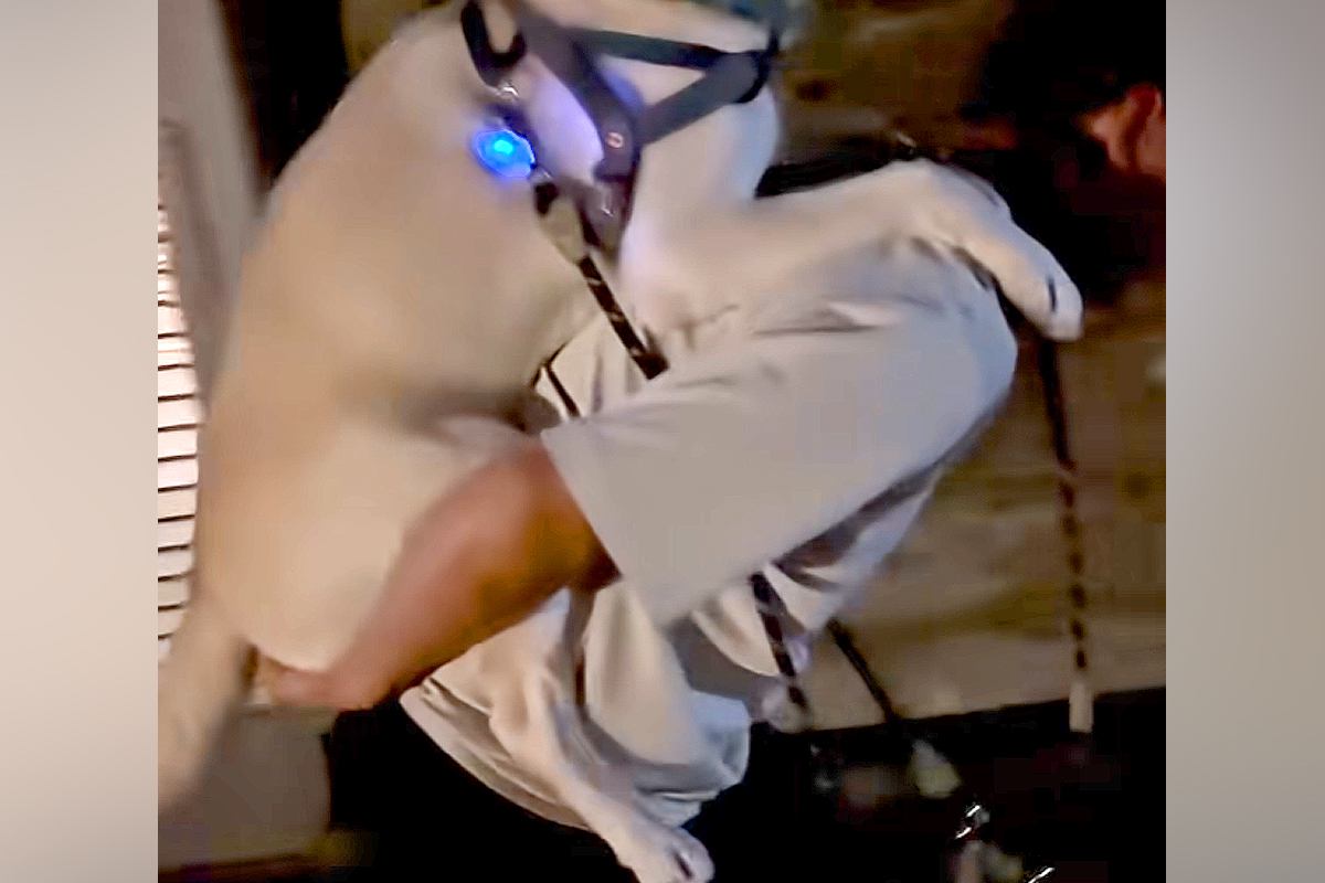 夜、31キロの大型犬が『散歩で歩かなくなった』結果→仕方なくおんぶして…すれ違ったら二度見する『子どもすぎる光景』に反響「確信犯で草」