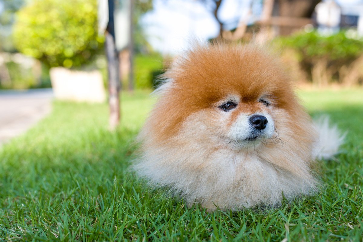 老犬が幸せに暮らすために必要な条件4つ　日々の生活で意識すべきことまで