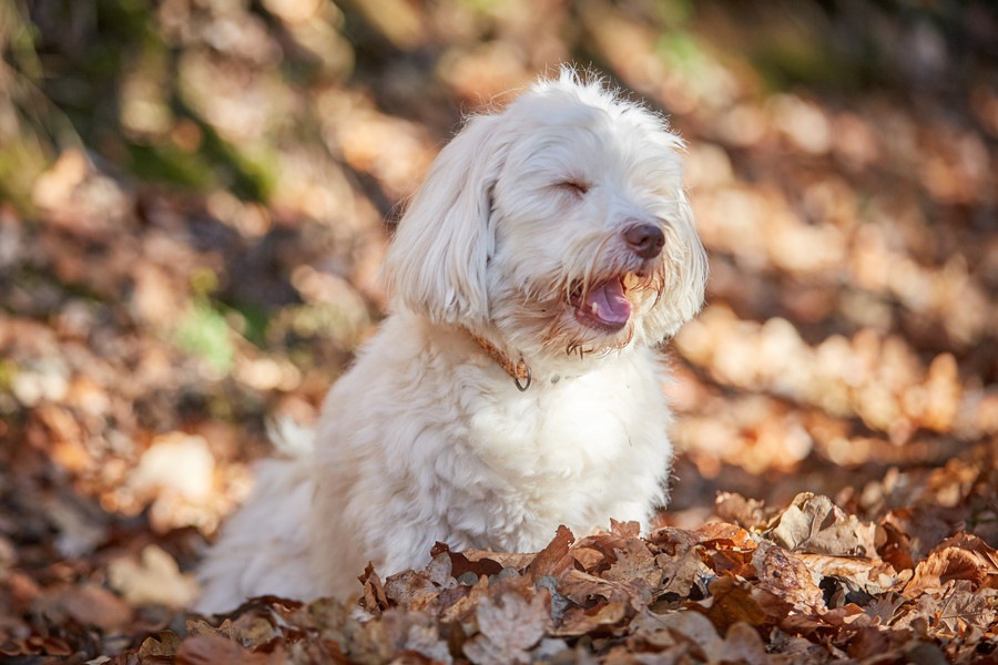 犬が透明な泡を吐く原因は？気をつけたい症状や病気を解説