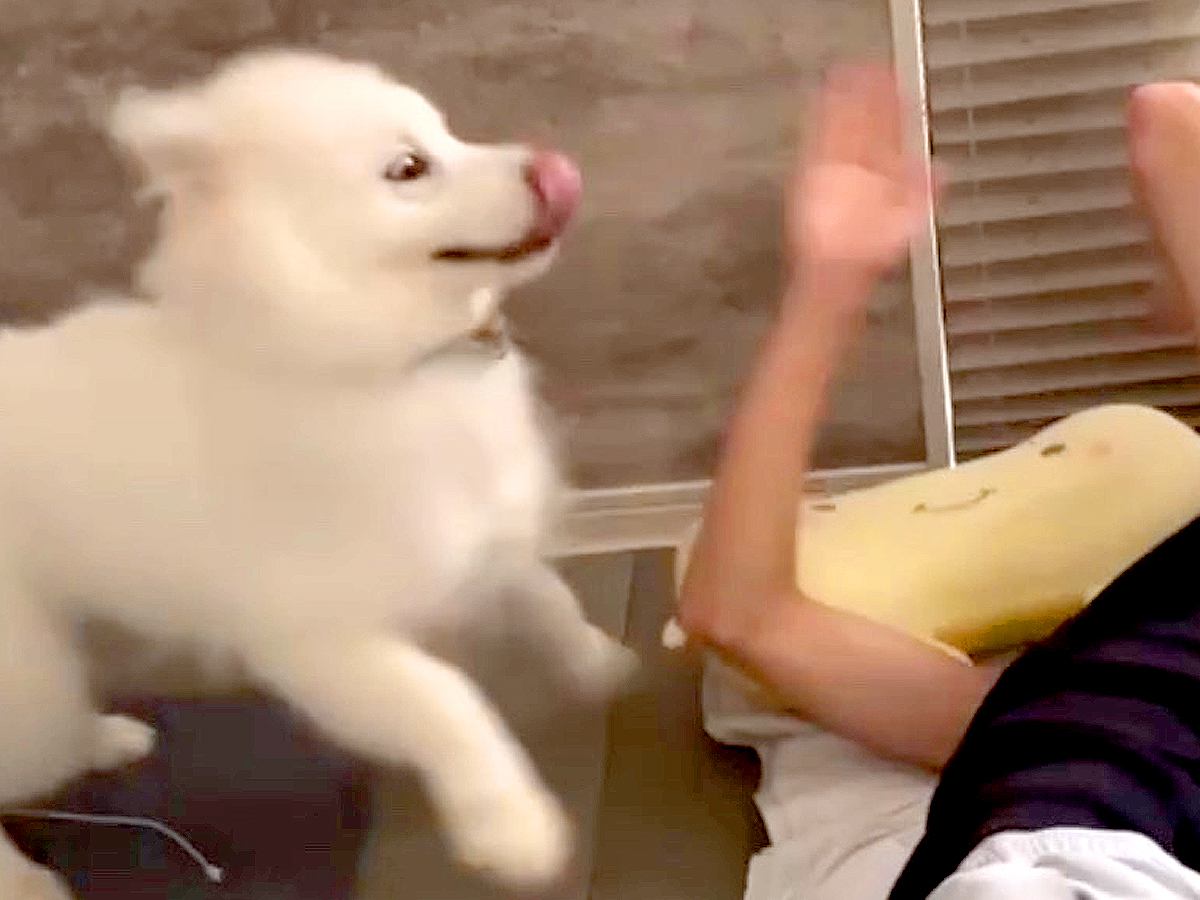 『弟が起きないから起こしてきて』と大型犬に頼んだ結果…絶対に二度寝できない『衝撃の目覚まし方法』が73万再生「怒るに怒れないｗ」「最強」
