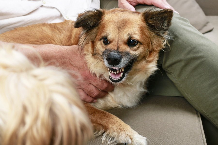 内弁慶な犬の特徴５つ